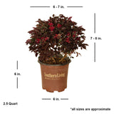 1 gallon loropetalum chinense purple daydream fringe flower for sale online