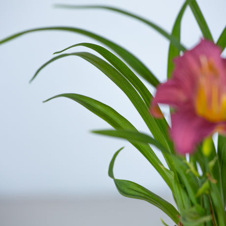 purple de oro daylily flower hemerocallis