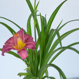 Purple D'Oro Daylily