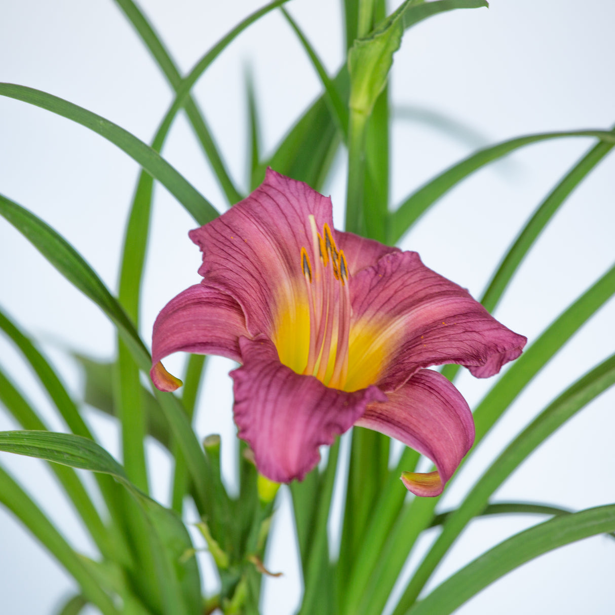 purple de oro daylily flower hemerocallis