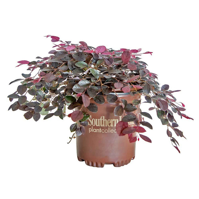 weeping purple pixie loropetalum southern living plant collection