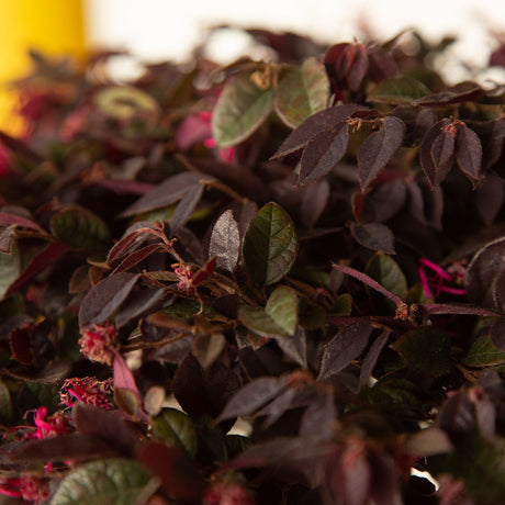 southern living purple daydream loropetalum shrub with pink fringe flowers 