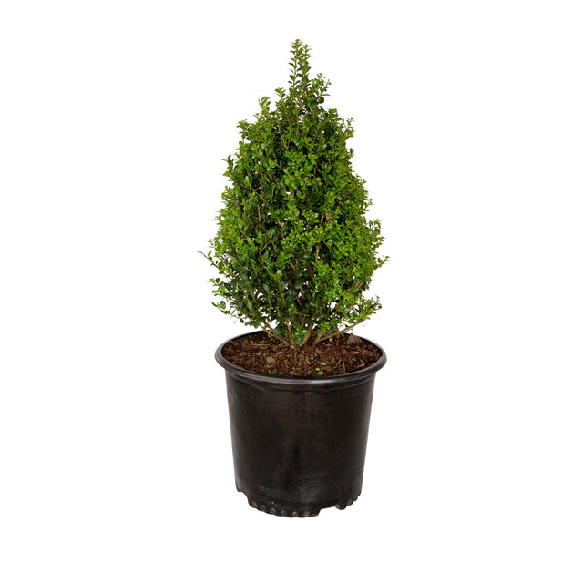 pyramidal steeds holly japanese crenata for sale online