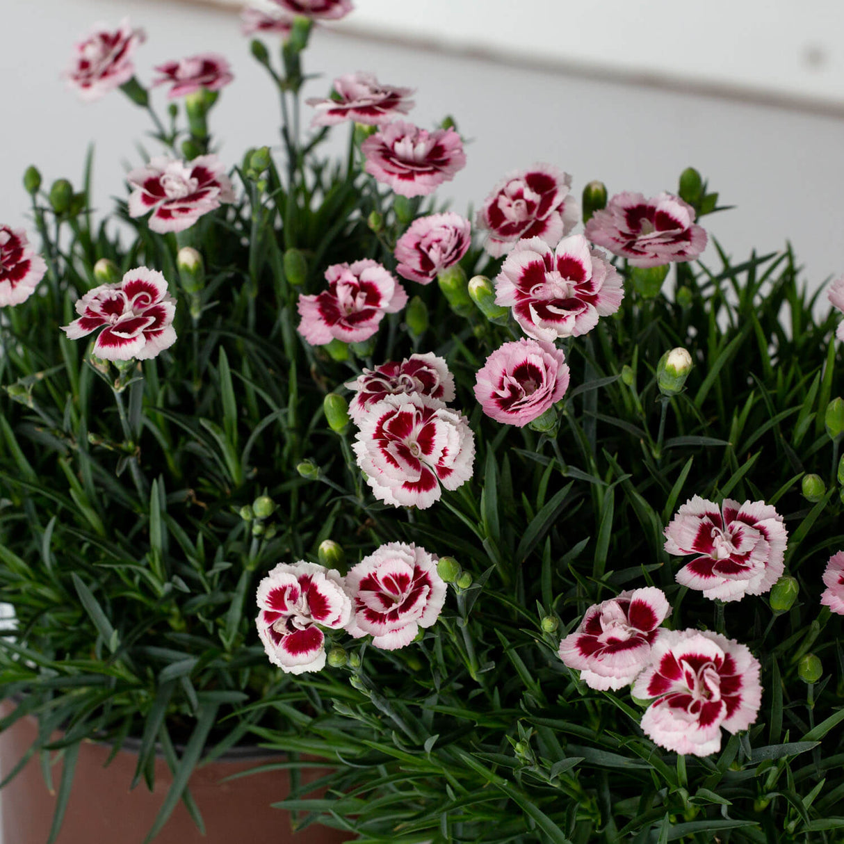 Scent First Raspberry Surprise Dianthus – Plants by Mail