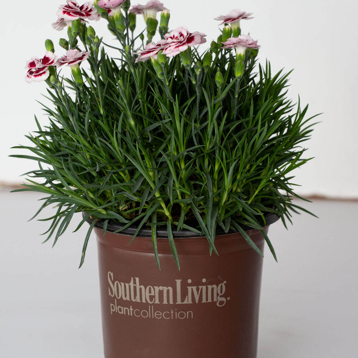 Scent First Raspberry Surprise Dianthus – Plants by Mail
