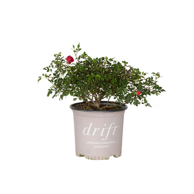 ground cover red drift roses for sale online plantsbymail