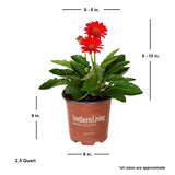 southern living gerbera daisy for sale online average shipped size