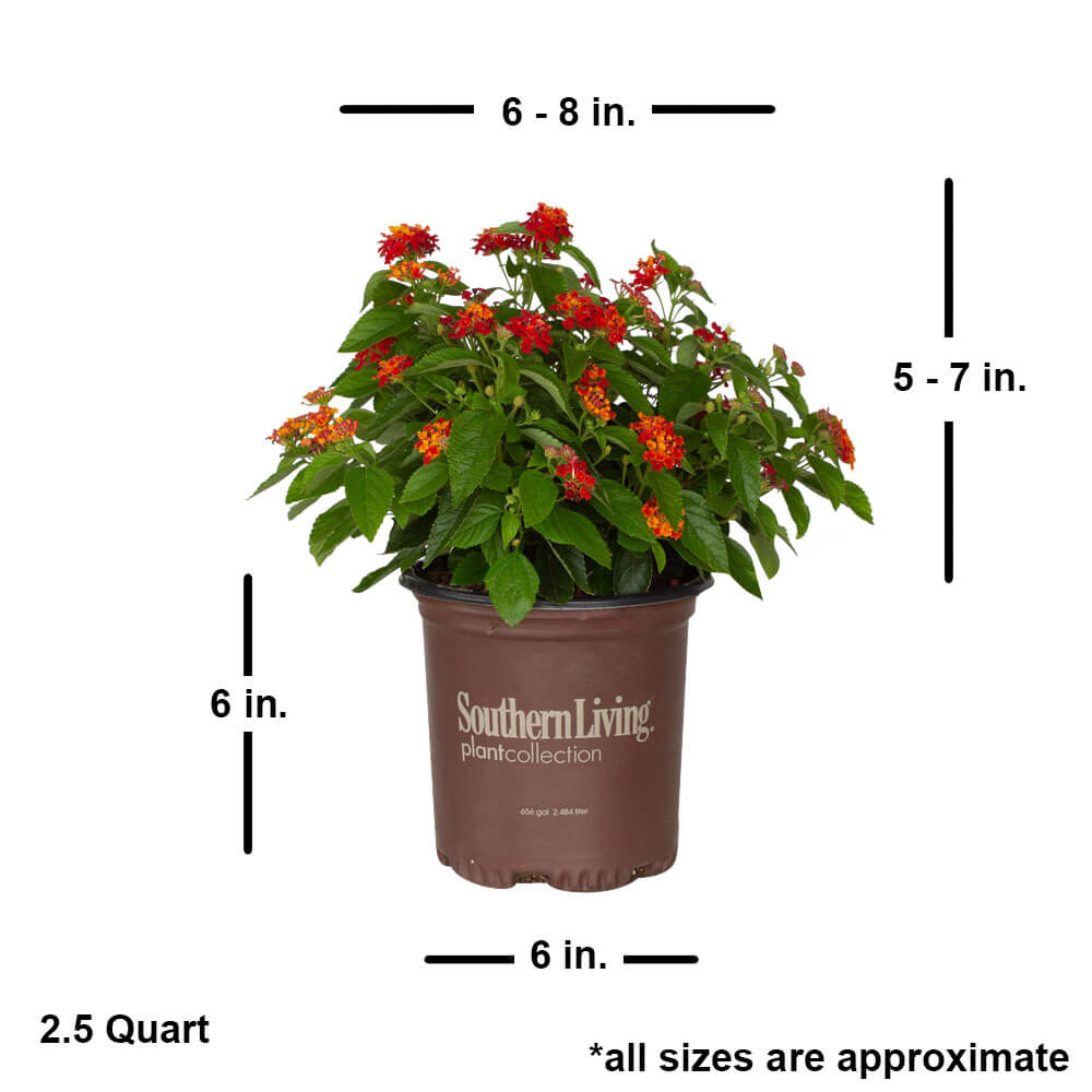 little lucky red lantana size big leaf for sale