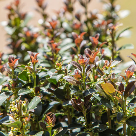 Red sky pencil holly foliage