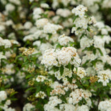 spiraea white blooms babys breath plant for sale