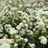 Reeves (Bridal Wreath) Spiraea