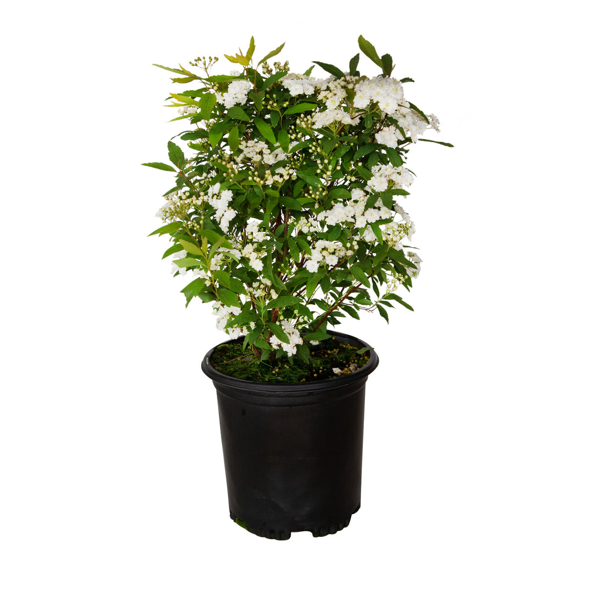 bridal wreath white reeves spirea for sale online live potted plant 