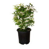 bridal wreath white reeves spirea for sale online live potted plant 