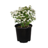 bridal wreath white reeves spirea for sale online live potted plant