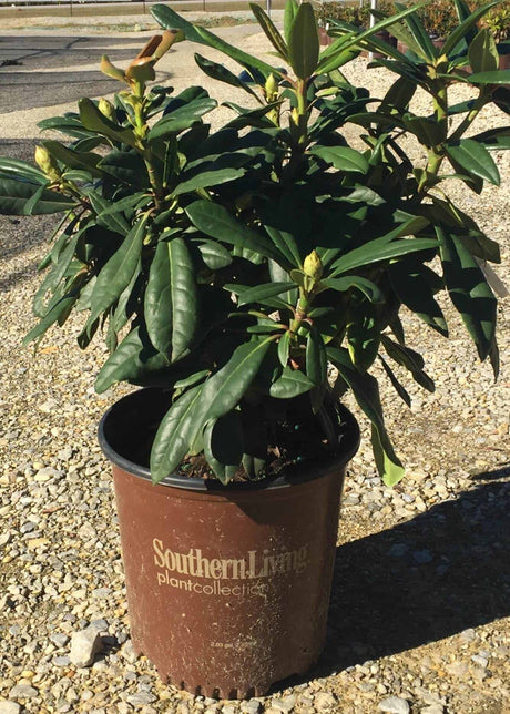 Breeze Southgate Rhododendron 2 gal for sale online