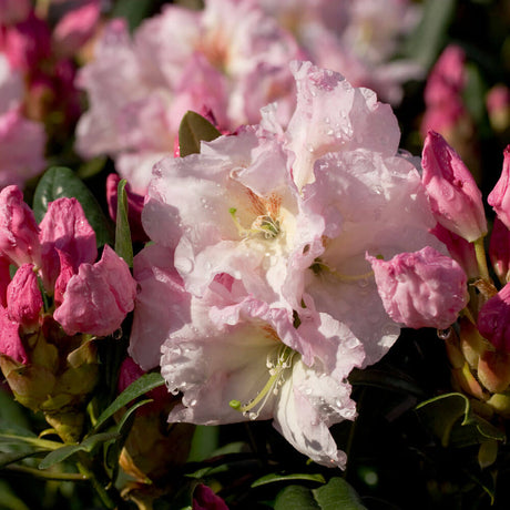 full sun southgate rhododendron breeze pink blooms green foliage