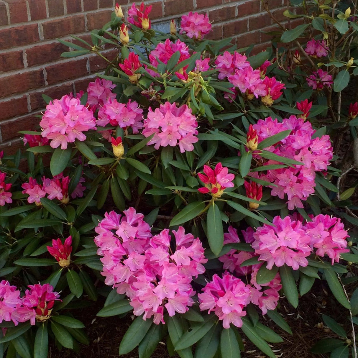 Southgate Brandi Rhododendron