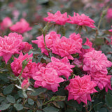 knock out rose pink woody perennial classic shape