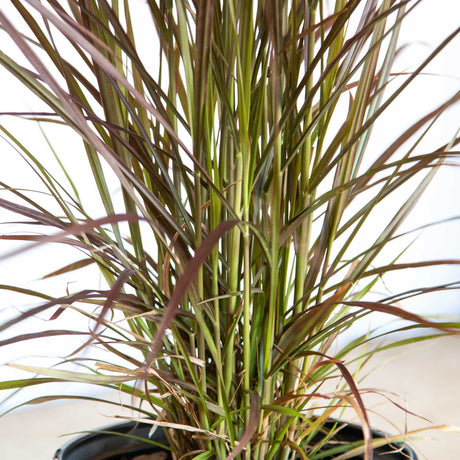 Mixed green and purple foliage of the Rubrum Penniseteum