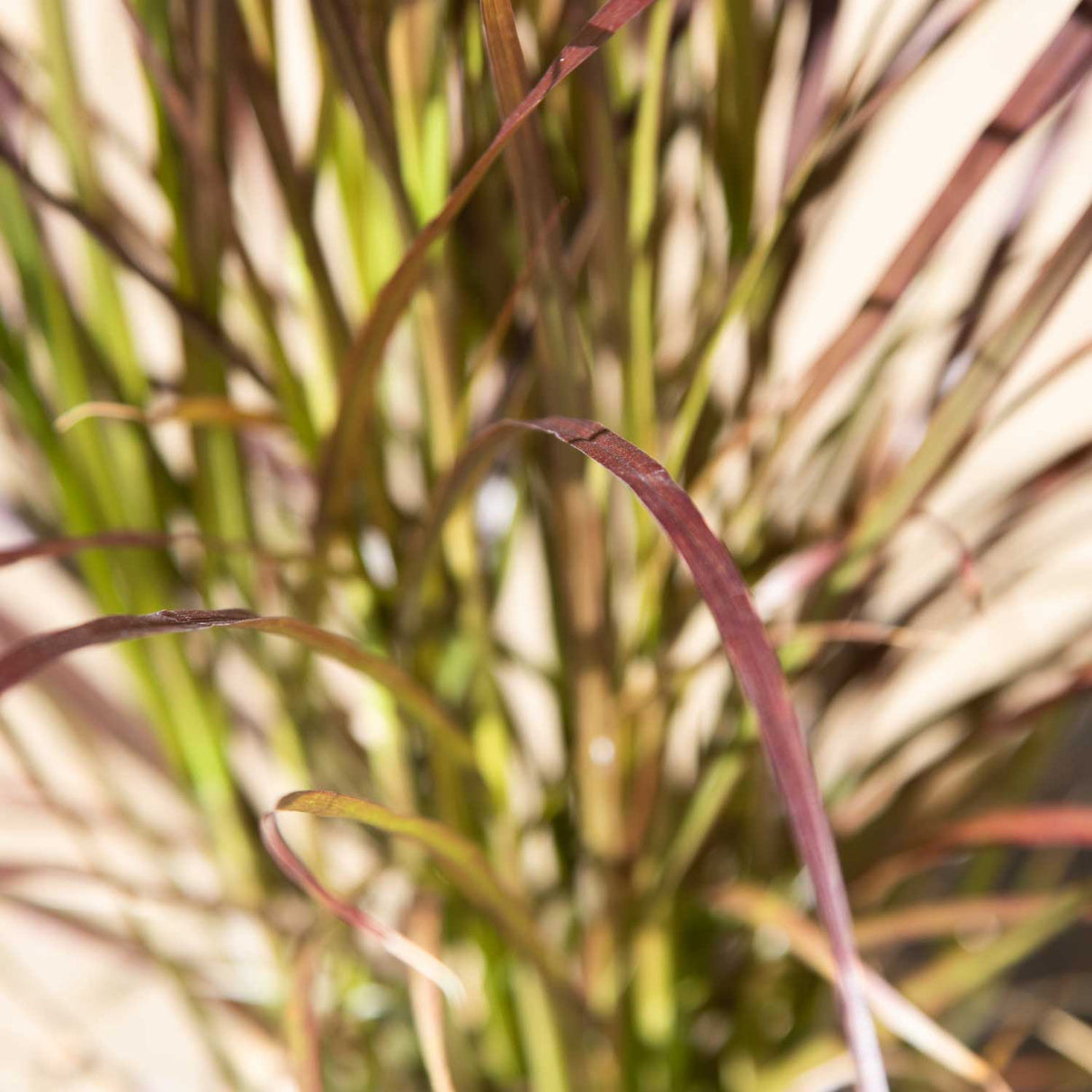 Purple foliage of the Fountain Grass Rubrum with green foliage in the background