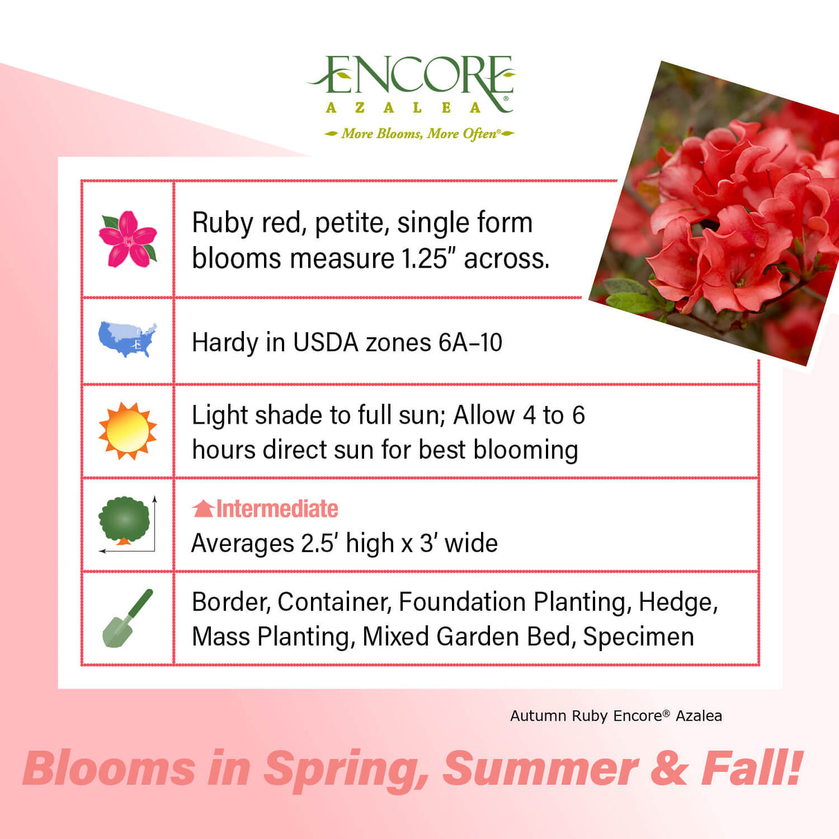 Encore Azalea Autumn Ruby fact sheet