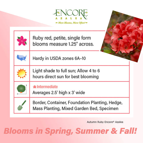 Encore Azalea Autumn Ruby fact sheet