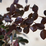 Ruby Loropetalum closeup of purple foliage