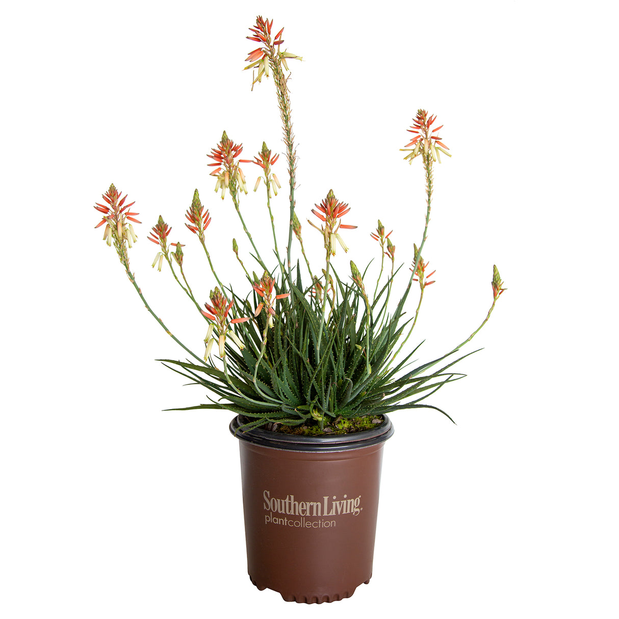 aloe safari sunrise orange live southern living plants for sale