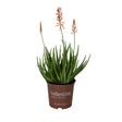 2.5qt southern living safari rose aloe plant for sale