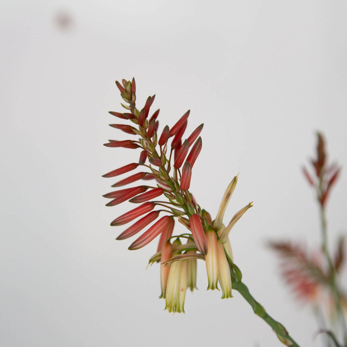 safari sunrise aloe cactus orange flower in southern living brown pot