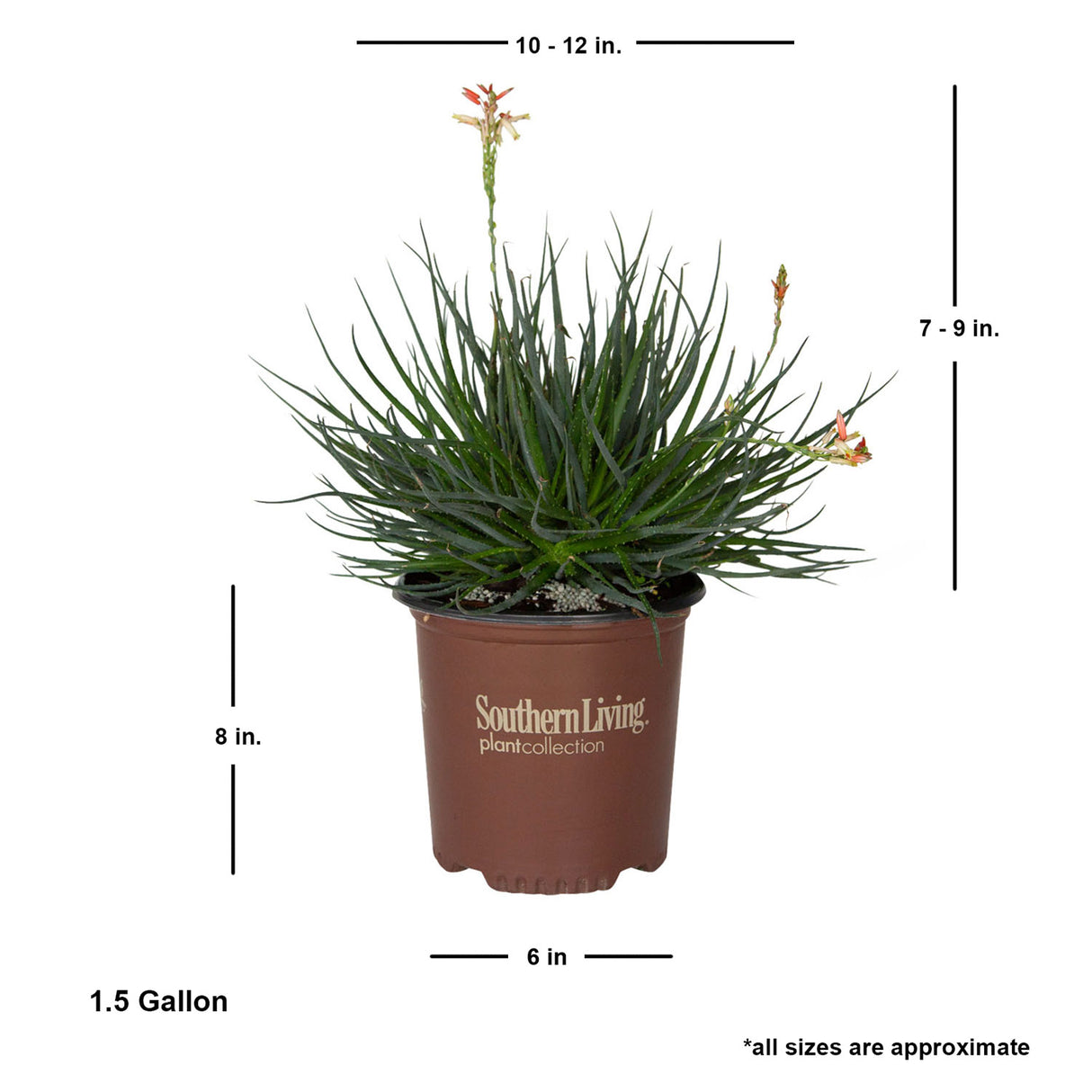 safari sunrise aloe live plant for sale in brown southern living plant collection pot 