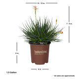 safari sunrise aloe live plant for sale in brown southern living plant collection pot 