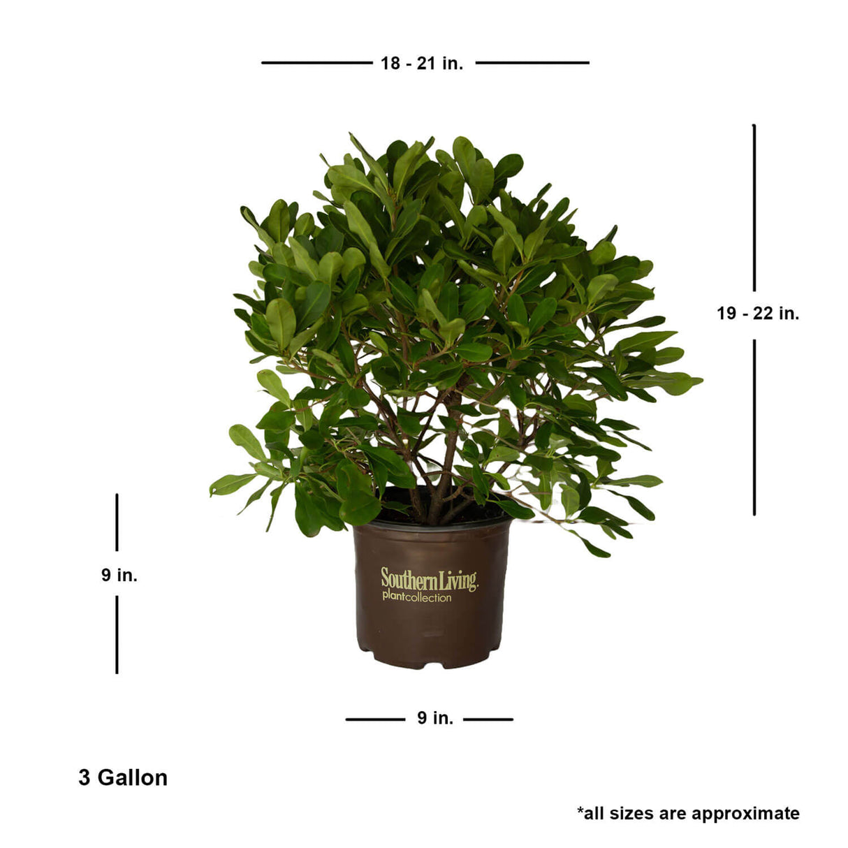 miss scarlett illicium shrub for sale online southern living plant collection
