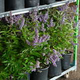 purple chaste tree in black pots for sale online 