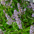 potted vitex chasteberry tree and green foliage for sale 