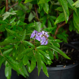 shoal creek vitex purple flower chaste tree