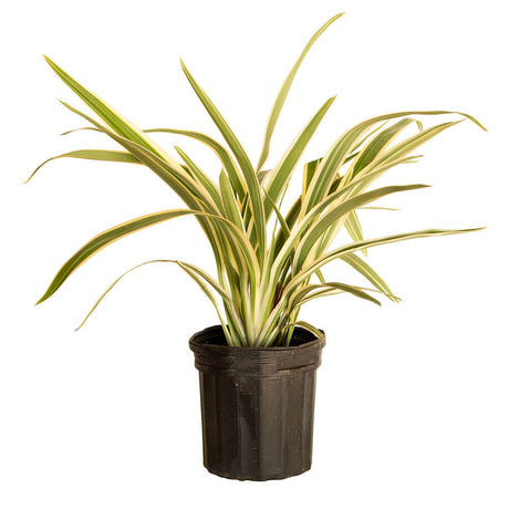 dianella flax lily for sale online for landscaping