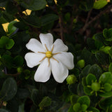 fragrant white gardenia bloom