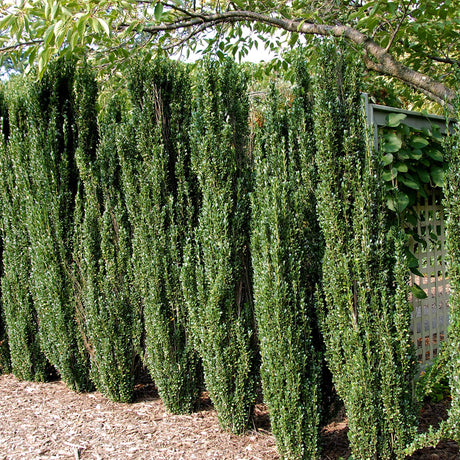 holly sky pencil privacy trees for landscaping borders