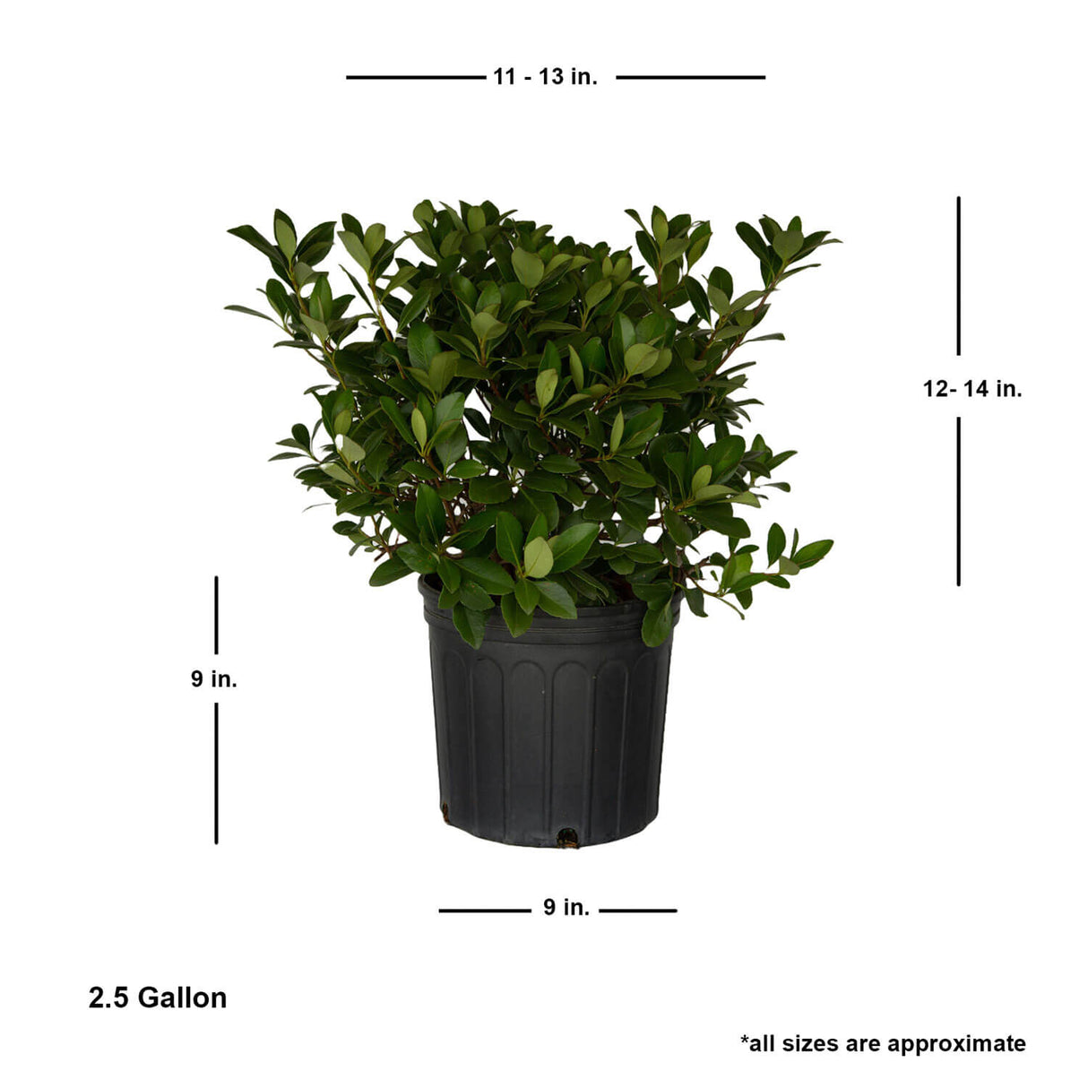 indian hawthorne bush for sale online potted plant in black pot 