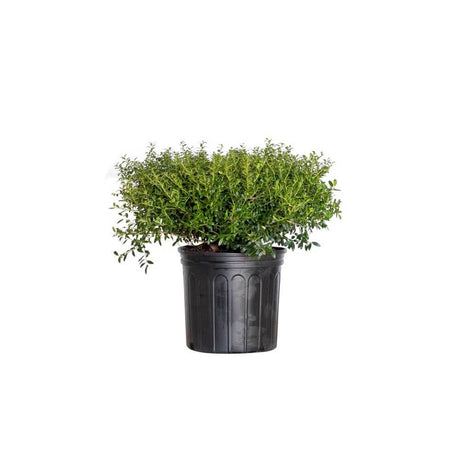 Soft touch holly ilex crenata japanese holly mounded evergreen shrub with no spines