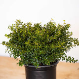 soft touch holly with deep green foliage light green stems in a plain black pot from flowerwood nursery