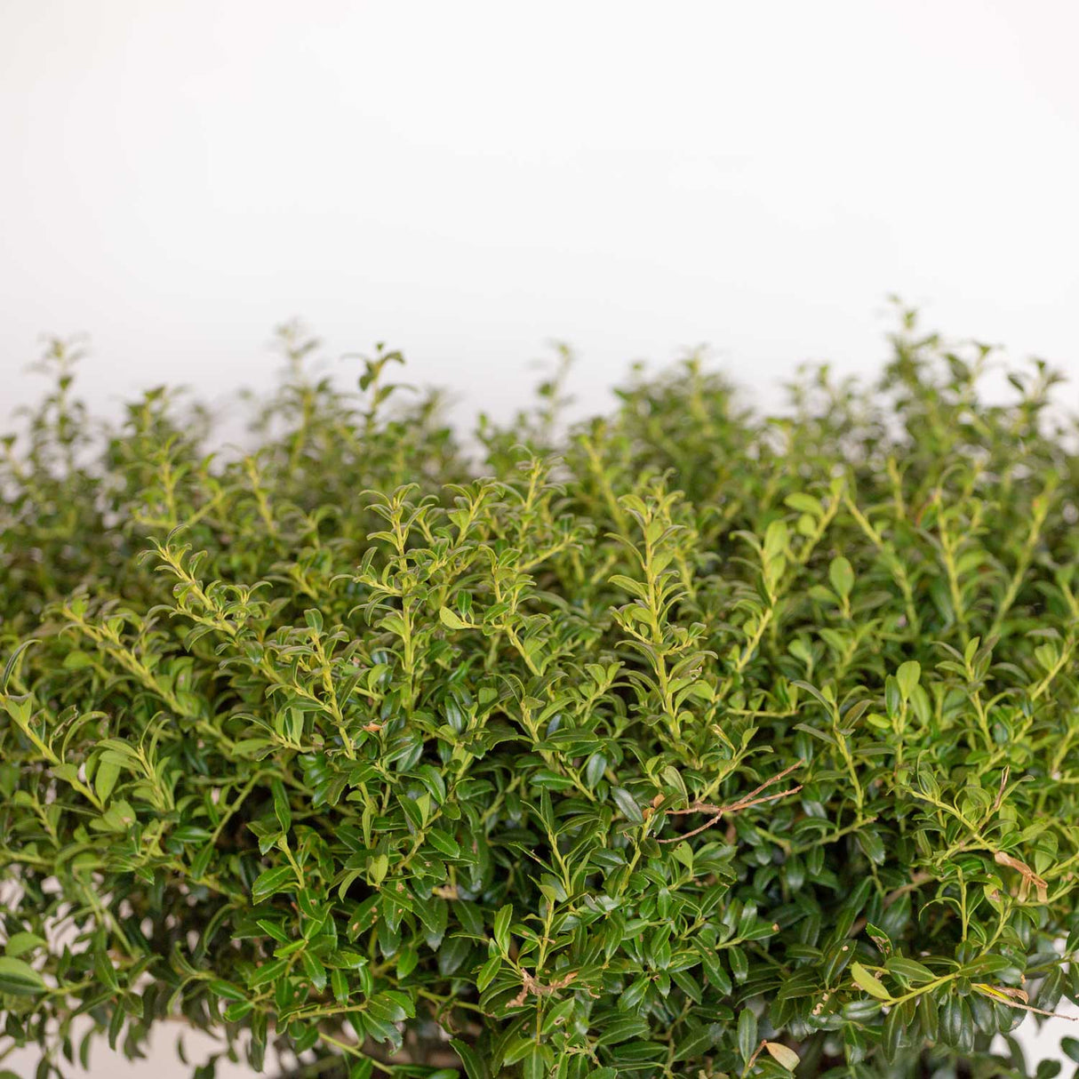 soft touch ilex deep green foliage with sharp spines and light green stems in a plain black pot from flowerwood