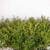 soft touch ilex deep green foliage with sharp spines and light green stems in a plain black pot from flowerwood