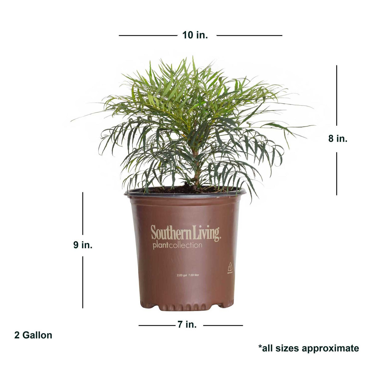 soft caress mohonia average size shipped for sale online southern  living plant
