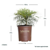 soft caress mohonia average size shipped for sale online southern  living plant
