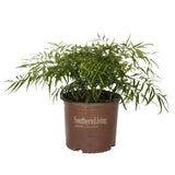 southern living plant collection soft caress mahonia sword shape foliage brown pot plants by mail 