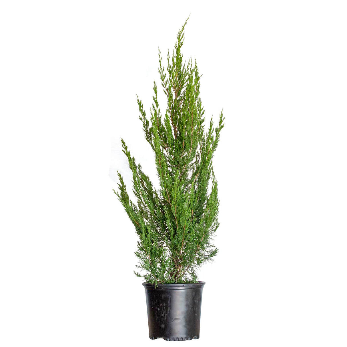Spartan Juniper | Shop Online with PlantsbyMail.com – Plants by Mail