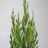 Spartan juniper tree foliage with evergreen needles