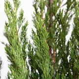 Closeup of Spartan juniper tree foliage